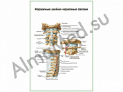 Наружные черепно-мозговые связки плакат глянцевый/ламинированный А1/А2 (глянцевый	A2)