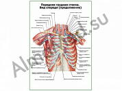 Передняя грудная стенка продолжение плакат ламинированный А1/А2 (ламинированный A2)