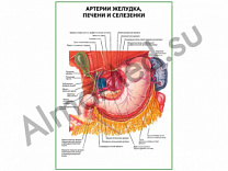 Артерии желудка, печени и селезенки плакат ламинированный А1/А2 (ламинированный	A2)
