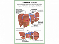 Сегменты печени плакат глянцевый  А1/А2 (глянцевый A2)