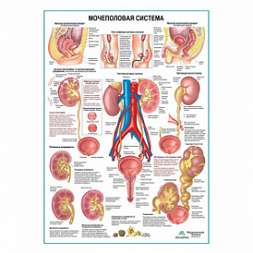 Мочеполовая система, плакат глянцевый А1+/А2+ (глянцевый холст от 200 г/кв.м, размер A1+)