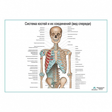 Система костей и их соединения (без нижних конечностей), плакат глянцевый А1+/А2+ (матовый холст от 200 г/кв.м, размер A1+)