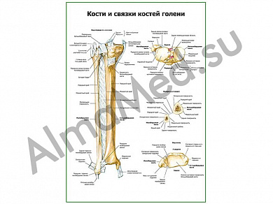 Кости и связки костей голени плакат ламинированный А1/А2 (ламинированный	A2)