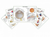 Комплект плакатов для кабинета офтальмолога глянцевый А1/А2 (глянцевый	A1)