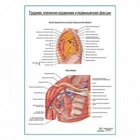 Грудная, ключично-грудинная и подмышечная фасции плакат глянцевый А1+/А2+ (глянцевый холст от 200 г/кв.м, размер A1+)