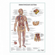 Лимфатическая система, плакат глянцевый А1+/А2+ (глянцевая фотобумага от 200 г/кв.м, размер A2+)