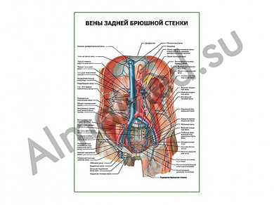 Вены задней брюшной стенки плакат ламинированный А1/А2 (ламинированный	A2)