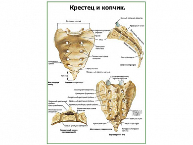 Крестец и копчик плакат глянцевый А1/А2 (глянцевый A2)