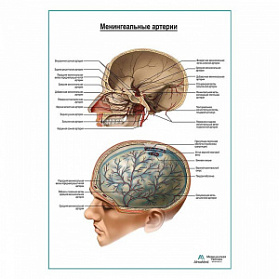 Артерии оболочек мозга плакат глянцевый А1+/А2+ (глянцевая фотобумага от 200 г/кв.м, размер A2+)