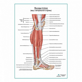 Мышцы голени и стопы, вид сбоку плакат глянцевый А1+/А2+ (глянцевая фотобумага от 200 г/кв.м, размер A2+)