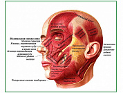 Мышцы головы, плакат глянцевый/ламинированный А1/А2 (глянцевый	A2)