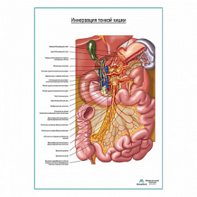 Автономная иннервация тонкого кишечника плакат глянцевый А1+/А2+ (глянцевая фотобумага от 200 г/кв.м, размер A1+)