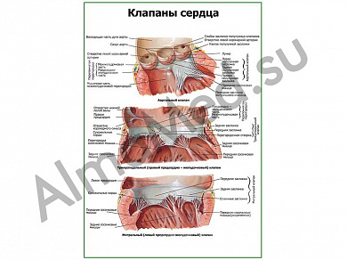 Клапаны сердца плакат глянцевый/ламинированный А1/А2 (глянцевый	A2)