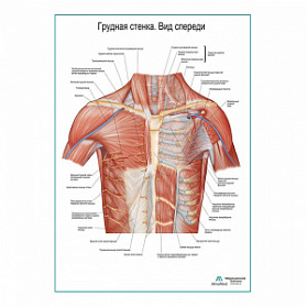Грудная стенка. Вид спереди плакат глянцевый А1+/А2+ (матовый холст от 200 г/кв.м, размер A1+)