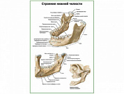 Строение нижней челюсти плакат глянцевый А1+/А2+ (глянцевая фотобумага от 200 г/кв.м, размер A2+)