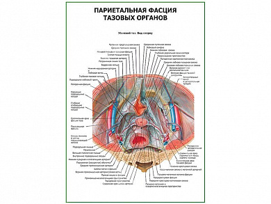Париетальная фасция тазовых органов плакат глянцевый А1/А2 (глянцевый A2)