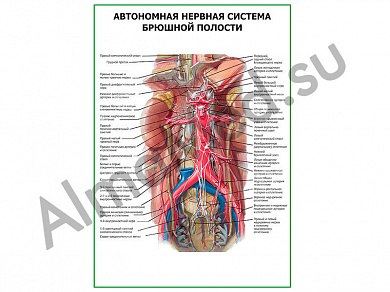 Автономная нервная система брюшной полости плакат ламинированный А1/А2 (ламинированный	A2)