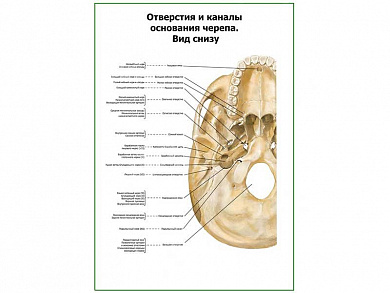 Отверстия и каналы основания черепа плакат глянцевый А1/А2 (глянцевый A2)