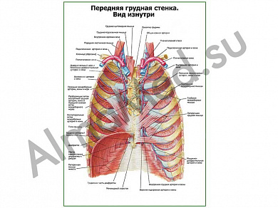 Передняя грудная стенка. Вид изнутри плакат ламинированный А1/А2 (ламинированный	A2)