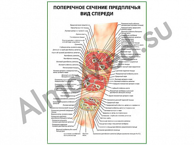 Поперечное сечение предплечья. Вид спереди плакат глянцевый/ламинированный А1/А2 (глянцевый	A2)