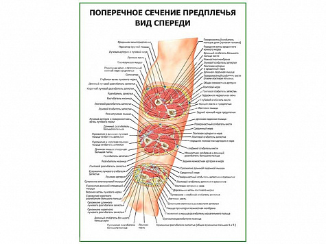 Поперечное сечение предплечья. Вид спереди плакат глянцевый А1/А2 (глянцевый A2)