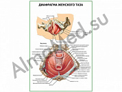 Диафрагма женского таза плакат глянцевый/ламинированный А1/А2 (глянцевый	A2)