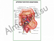 Артерии толстого кишечника плакат ламинированный А1/А2 (ламинированный	A2)