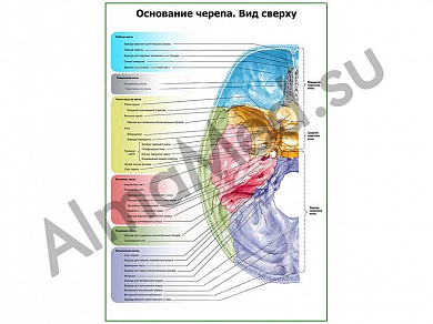 Основание черепа, вид снизу плакат ламинированный А1/А2 (ламинированный	A2)