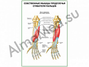 Сгибатели пальцев плакат ламинированный А1/А2 (ламинированный	A2)