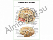 Головной мозг, вид сбоку, плакат ламинированный А1/А2 (ламинированный	A2)