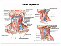Нервы и вены шеи плакат глянцевый А1/А2 (глянцевый A2)