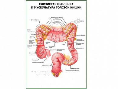 Слизистая и мускулатура толстой кишки плакат глянцевый  А1/А2 (глянцевый A2)