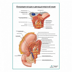 Автономная иннервация желудка продолжение плакат глянцевый А1+/А2+ (матовый холст от 200 г/кв.м, размер A1+)