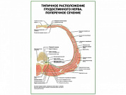 Типичное расположение грудоспинного нерва. Поперечное сечение плакат глянцевый А1/А2 (глянцевый A1)