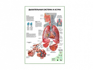 Дыхательная система и астма плакат глянцевый А1/А2 (глянцевый A2)