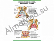 Мужская промежность. Внутреннее строение плакат ламинированный А1/А2 (ламинированный	A2)