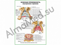 Мужская промежность. Внутреннее строение плакат ламинированный А1/А2 (ламинированный	A2)