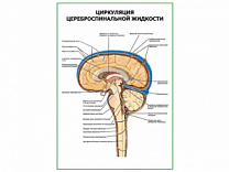 Циркуляция цереброспинальной жидкости плакат глянцевый А1/А2 (глянцевый A1)