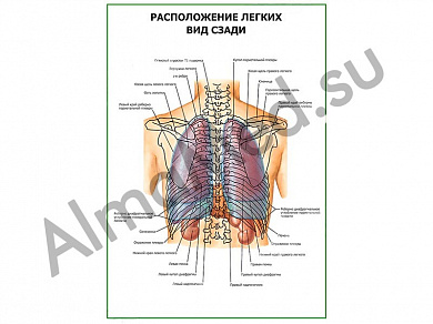 Расположение легких. Вид сзади плакат ламинированный А1/А2 (ламинированный	A2)