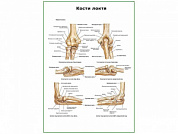 Кости локтя плакат глянцевый А1/А2 (глянцевый A2)