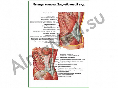 Мышцы живота, заднебоковой вид плакат ламинированный А1/А2 (ламинированный	A2)