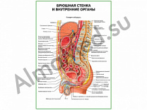 Брюшная стенка и внутренние органы плакат ламинированный А1/А2 (ламинированный	A2)
