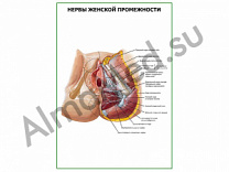 Нервы женской промежности плакат глянцевый/ламинированный А1/А2 (глянцевый	A2)