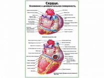 Сердце. Строение и диафрагмальная поверхность плакат глянцевый А1/А2 (глянцевый A2)