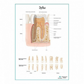 Зуб, строение, виды плакат глянцевый А1+/А2+ (глянцевая фотобумага от 200 г/кв.м, размер A2+)