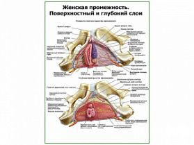 Женская промежность, внутреннее строение плакат глянцевый А1/А2 (глянцевый A1)