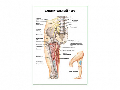 Запирательный нерв плакат глянцевый А1/А2 (глянцевый A2)