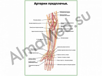 Артерии предплечья плакат ламинированный А1/А2 (ламинированный	A2)