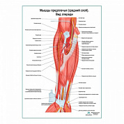 Мышцы предплечья, средний слой плакат глянцевый А1+/А2+ (матовый холст от 200 г/кв.м, размер A1+)