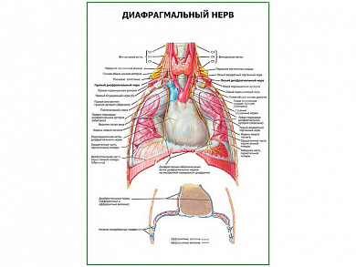 Диафрагмальный нерв плакат глянцевый А1/А2 (глянцевый A1)